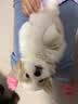 新宠之康 宠物羊奶粉400g狗狗猫咪成幼犬猫泰迪金毛羊奶粉营养补充 实拍图