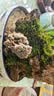 柯必达青苔藓鲜活苔藓微景观植物盆景盆栽水陆缸假山草造景材料白 大灰藓(15*8)cm 2盒 实拍图