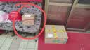 伊利女士益生菌纤控奶粉 成人奶粉 0蔗糖高钙 营养品 脱脂配方 700g 实拍图