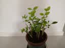 茉莉花苗盆栽带花苞九里香老桩驱蚊花卉植物室内浓香四季开花好养 大份茉莉花【4-6颗】花苞饱满 不含盆 实拍图