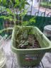 爱丽思（IRIS）种菜盆蔬菜种植箱塑料特大号阳台种菜专用箱神器户外花箱种花菜盆 【2个】(50cm长)绿色 送隔网 实拍图