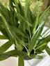 森悠（SARYOR）水草南美青竹鱼缸造景专用制氧净化水质水培植物和鱼共养免种免砂 南美青竹坨草1个【造景好养 自带营养泥坨】 实拍图