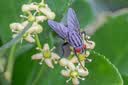 索尼（SONY）SEL100M28GM 全画幅F2.8大光圈微距G大师镜头( FE 100mm F2.8 Macro GM OSS 滤镜防护套装) 实拍图