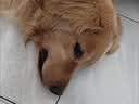麦富迪狗粮 无谷牛肉双拼狗粮成犬 小型犬中大型犬通用15kg/30斤 实拍图