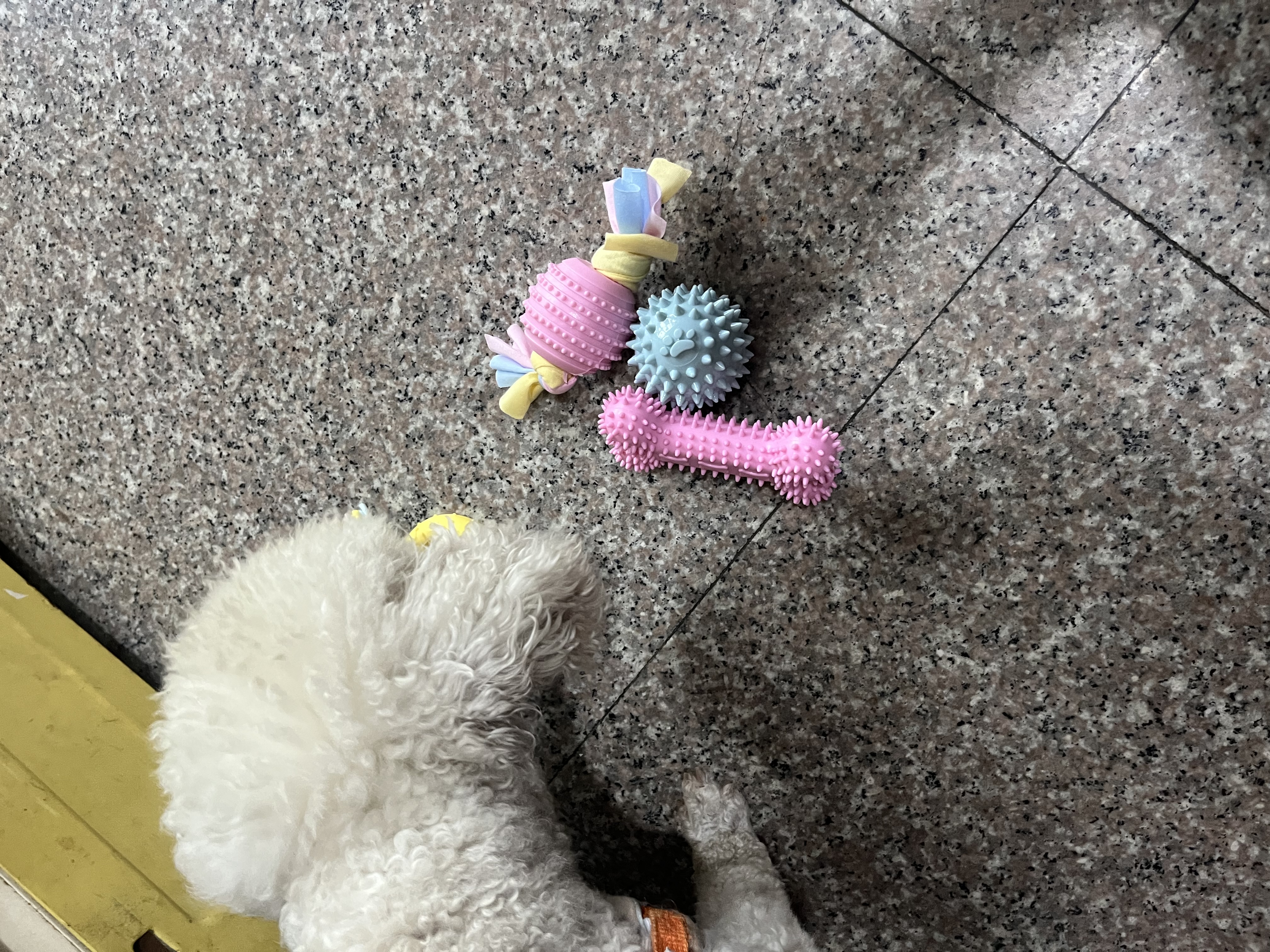 HELLOJOY狗狗玩具球小狗磨牙棒骨头耐咬狗咬胶小型犬宠物用品幼犬自嗨解闷 实拍图