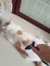 富美内特（FURminator）梳子猫咪去浮毛底绒梳开结梳猫毛梳美短英短暹罗美毛短毛猫大号 实拍图
