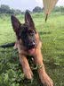 皇家狗粮 德牧幼犬狗粮 犬粮 宠物大型犬 AGS30 全价犬粮 2-15月 12KG 实拍图