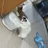 霍曼（Homerun）小方块饮水机猫咪饮水机喂水器宠物饮水器无线水泵自动循环 实拍图
