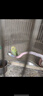 万宠汇 鸟活体虎皮鹦鹉笼养牡丹玄风活鸟学说话手养小太阳鹦鹉宠物鹦鹉 蓝色虎皮鹦鹉1只（公母可备注） 实拍图
