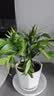 花行榜驱蚊竹柏水培驱蚊植物盆栽办公室桌面花卉水养办公室绿植源头直发 实拍图
