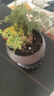文竹盆栽绿植花卉盆景植物室内客厅水培文松云竹文竹大苗四季常青 文竹+舍得陶瓷盆+塑料圆底托 高度15-25cm 实拍图