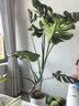 植男植女老桩龟背竹大盆栽客厅室内大型大叶北欧绿植办公室新房源头直发 实拍图