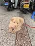 纯福通用型金毛拉布拉多边牧中大型犬幼犬成犬专用酶解冻干狗粮囤货装 中大型犬粮12.5kg【5包囤货装】 实拍图