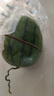 手剥皮小西瓜2K小糖丸西瓜新鲜水果薄皮西瓜脆甜手撕红肉甜瓜整箱 小糖丸5-6斤(1-2粒) 实拍图