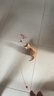 憨憨乐园猫玩具逗猫棒幼小猫猫咪磨牙玩耍耐咬互动自嗨玩具神器宠物用品 实拍图