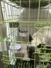 【京东快递】猫咪饮水机兔子食盆狗狗挂式水壶自动喂食喂水器 绅士灰-饮水器+喂食器/吃喝无忧 实拍图