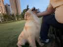 豆柴（docile）冻干四拼狗粮无谷冻干粮全年龄段全品种幼犬成犬10kg 实拍图