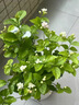花翁栀子花盆栽四季开花卉大全树苗室内绿植好养易活茉莉花源头直发 实拍图