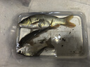 飞利浦（PHILIPS）夜光漂电池CR425（20粒装）电子漂电池夜钓发光浮漂电子鱼漂电池洛阳球软球漂电池动力源通用 实拍图