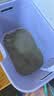 pidan猫砂 天然钠基球型猫砂2.4kg*4包 球型膨润土砂京东自营 实拍图