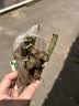 玫瑰花苗老桩绿植物盆栽月季蔷薇老根室内外阳台庭院特大花卉四季 19瑞典女王（老桩苗四季开花） 实拍图