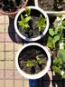 左家花园多个装进口香水百合种球东方花球盆栽庭院花种子四季球根花卉 西伯利亚16-18cm(双芽)3球 实拍图