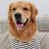 好主人金毛拉布拉多成犬专用狗粮全价中大型犬专用粮10kg/20斤 实拍图