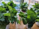 绿萝盆栽室内客厅绿植花卉 家用净化空气绿箩植物吸除甲醛吊兰 高20CM【仿瓷龙蛋】8盆+喷壶+5肥 实拍图