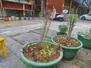 驱蚊虫金丝吊蝴蝶花卉绿植盆栽室内外阳台四季开花 混色【浓香耐寒+驱蚊虫】四季开花 花期300天10年苗【买一送一】开花爆满 实拍图