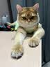 伯纳天纯冻干双拼猫粮生鲜三种鱼深海御鲜三文鱼美毛猫粮11kg囤货装 实拍图