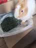 25年兔草苜蓿草干草兔子粮食龙猫荷兰猪豚鼠饲料高纤维兔粮 紫花苜蓿草1KG箱装(毛重) 实拍图