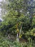 KOOGIS强效避鼠膏6盒 老鼠驱赶神器驱鼠药家用车用防避捕植物避鼠膏 实拍图