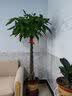 叹为观止大型植物发财树各种大颗盆栽开业乔迁客厅办公室内好养大型花卉 辫子发财树【1.2-1.4米】 不含盆 实拍图