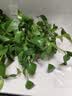 京东绿植绿萝盆栽除甲醛花卉绿植办公室新房净化空气160加高4盆装源头直 实拍图
