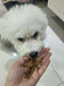 皇家狗粮 幼犬狗粮 宠物 小型犬 MIJ31 全价犬粮 2-10月 2KG 实拍图