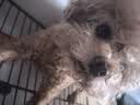 HELLOJOY狗厕所中型小型犬专用防踩屎便盆尿尿盆非不锈钢大小便神器狗砂盆 实拍图