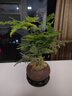 叹为观止18种吊兰任你选金边吊兰各种盆栽花卉客厅垂吊桌面植物净化空气 文竹【紫砂盆+底托+苔藓】 含盆 实拍图
