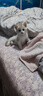 舒腾中华田园小猫咪活体田园猫宠物家养猫咪橘猫幼猫活体土猫狸花猫咪 田园级 橘白 公（幼猫两个月左右） 实拍图