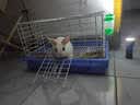 威毕兔笼兔子笼子防溅防喷尿荷兰猪用品特大号专用花枝鼠室内宠物别墅 粉色中号【单笼】不含其他配件 实拍图