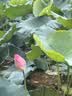百吉福（MILKANA）芝士片奶酪 原味166g/10片*2袋装 冷藏 即食 早餐烘焙原料 实拍图