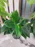 花翁金钻盆栽绿植物大盆绿萝除室内甲醛花卉水培办公净化空气源头直发 实拍图