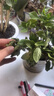 绿有意绿植盆栽多肉花卉盆栽植物室内桌面水培绿植办公室客厅植物懒人 清香3盆】栀子花+九里香+茉莉花 实拍图