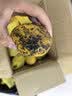 四川攀枝花青黄皮凯特芒新鲜上市芒果热带果园生鲜新鲜水果非榴莲 带箱9斤（净重8.4斤）单果200g+ 实拍图