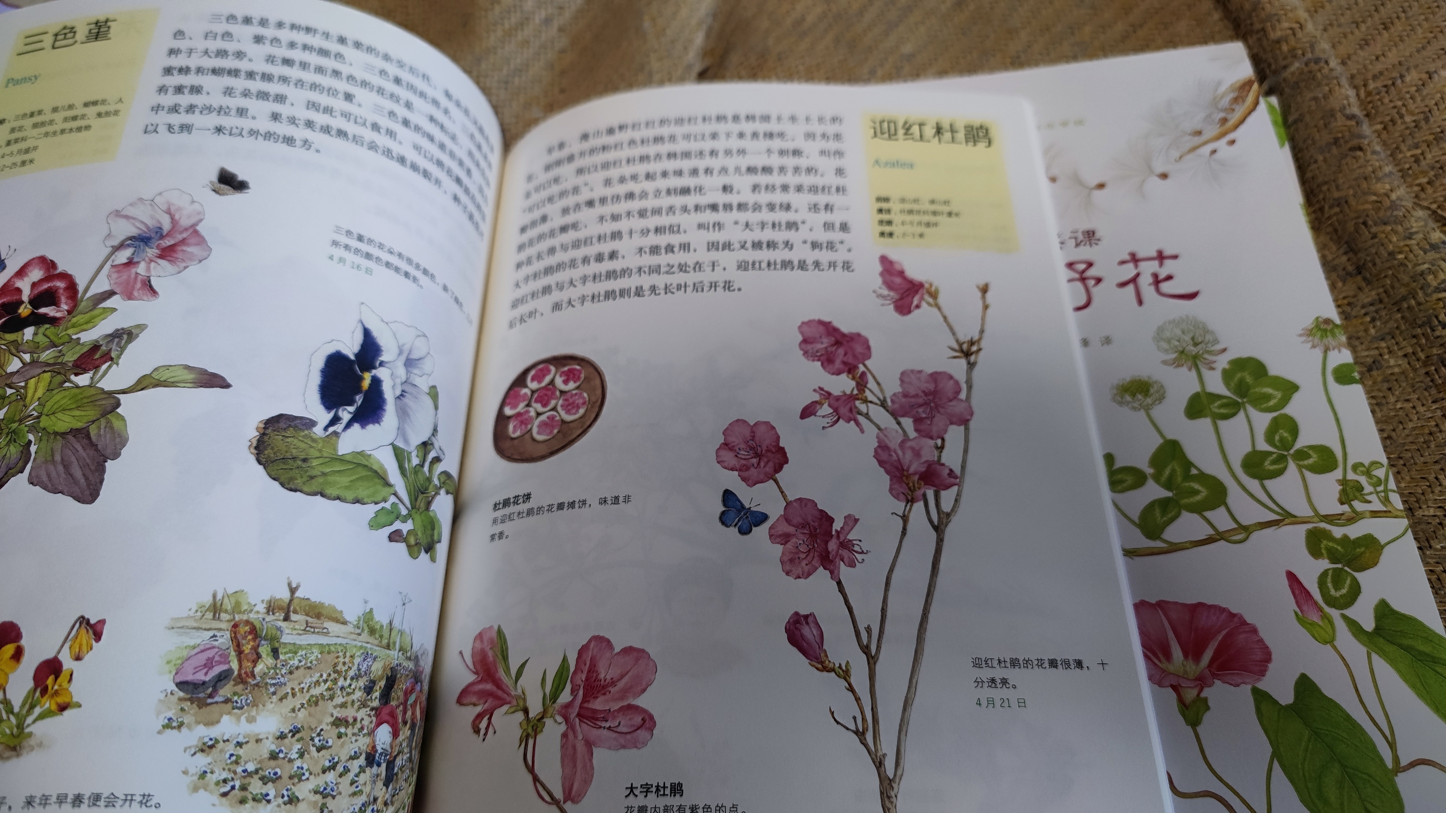 我家门外的自然课（修订版，全4册）南妍汀【3-6岁】 自然图鉴手册 给中小学生的自然科普 实拍图