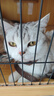 普安特宠物驱虫药猫咪驱虫体内外驱跳蚤犬虱非泼罗尼爱滴克+内驱 实拍图