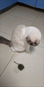 憨憨乐园猫玩具吱吱鼠猫咪自嗨解闷神器逗猫幼猫小猫玩具逗猫棒老鼠玩具 实拍图