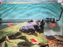创星鱼缸加热棒电加热器自动恒温水族箱小型乌龟缸加温棒HCH 【自动恒温】适50L缸内蓝头HCH-100W 实拍图