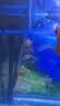 格池（GRECH）格池鱼缸潜水泵CQJ-1200G款20W  净水增氧过滤三合一过滤水泵 实拍图