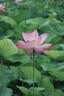 佳能（Canon）EOS 750D 760D 800D 850D 77D 二手单反相机高清数码照相机 99新 750D EF 18-135mm STM 套餐二【75%用户的选择 免费升级套餐三】 99 实拍图