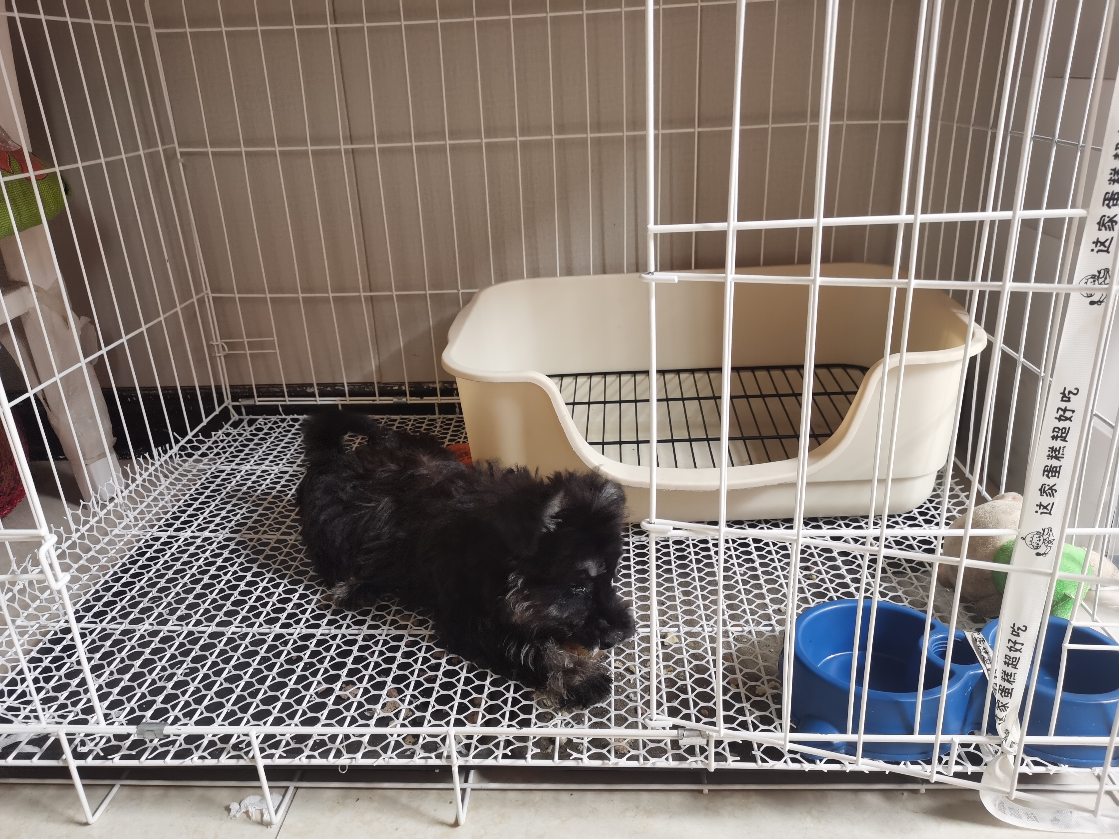 憨憨宠 狗笼猫笼 狗笼子小型犬带厕所幼犬折叠便携猫笼子宠物笼具兔笼 白色加粗狗丝笼 85*61*71cm【建议35斤内】 实拍图